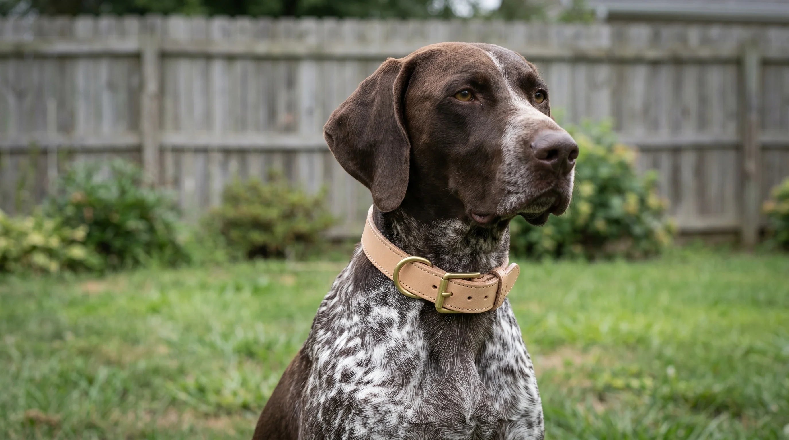 German Shorthaired Pointer wearing HAOMAISON Heritage natural full-grain leather dog collar with brass buckle, in a residential backyard